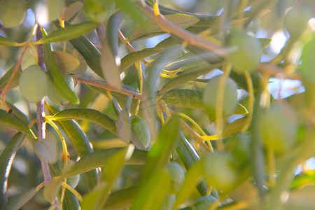 树枝状水系摄影照片_树枝上的橄榄