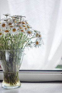 白色窗边摄影照片_窗边花瓶里的一束白色雏菊，在白色的 b 上