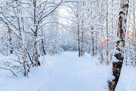 冬季森林中积雪的树枝与夕阳下的蓝天相映成趣