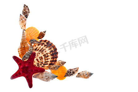 贝壳的分类摄影照片_贝壳背景。
