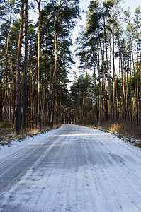 有杉木森林的冬天乡下公路在边(阴天)。