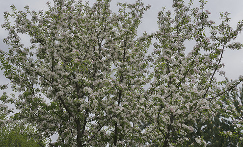 春天水果摄影照片_苹果树在春天开花
