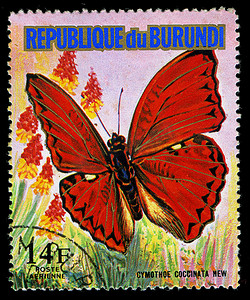 布隆迪共和国-大约 1974 年：在布隆迪印刷的邮票显示一只蝴蝶 Cymothoe Coccinata 新系列，大约 1974 年