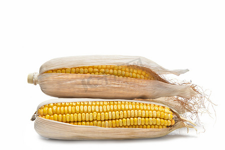 笋摄影照片_在白色背景上的玉米穗