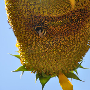 翅膀大翅膀摄影照片_向日葵上的大黄蜂