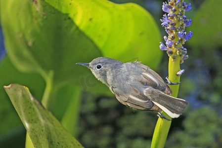 蓝灰色蚊蚋 (Polioptila cerulea)