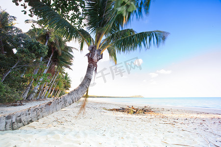 棕榈树页摄影照片_有一棵棕榈树的金色热带海滩