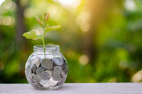 钱瓶钞票树上面有植物生长的钞票图像，用于商业绿色自然背景省钱和投资金融概念