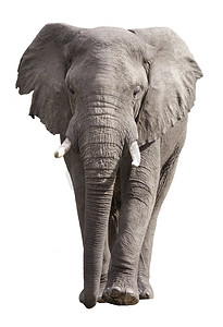 孤立的非洲大象