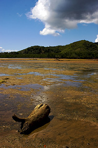 沙子和树枝