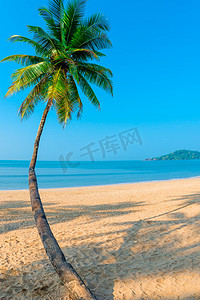 在海背景的垂直的射击弯曲的椰子树