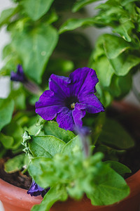 花阳摄影照片_阳台上花盆里放着亮蓝色、紫色、粉红色的矮牵牛花