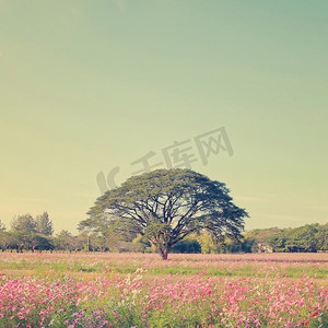 爆炸效果转场摄影照片_具有复古滤镜效果的彩色田野中的美丽树