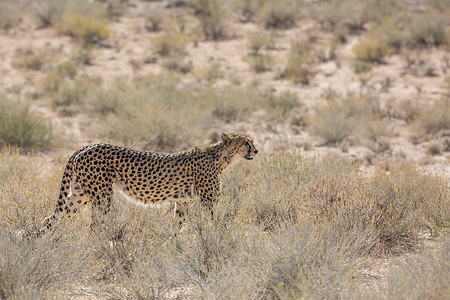 南非 Kgalagadi 跨境公园的猎豹