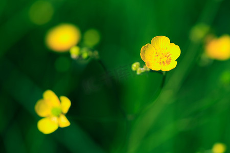 黄色的小野花