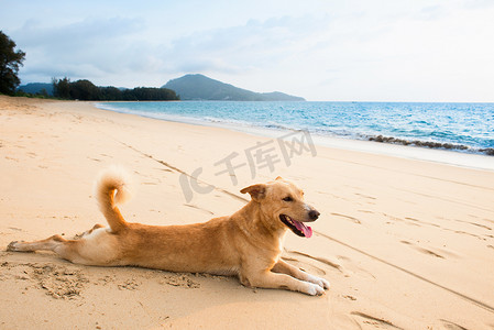 轻松有趣摄影照片_在热带海滩的轻松的狗