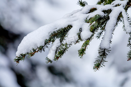 绿森林覆盖白雪摄影照片_华盛顿斯诺夸尔姆山口白雪覆盖的常青树枝