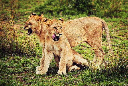 可爱的小狮子摄影照片_小狮子幼崽玩耍。