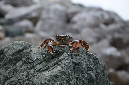 活螃蟹摄影照片_岩石上的螃蟹