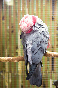 彩色羽毛摄影照片_关在笼子里的鹦鹉