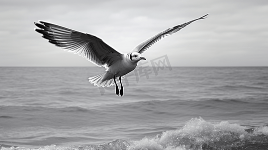 黑白海摄影照片_白天飞过海面的黑白相间的鸟