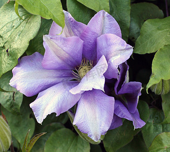 蓝紫炫光摄影照片_美丽的蓝紫色花朵