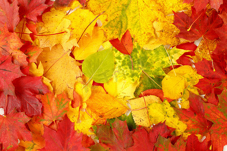 秋天树叶的颜色构成