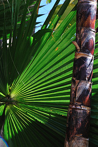 棕榈风扇垂直