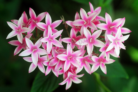 五角星摄影照片_五角星粉红色的白花