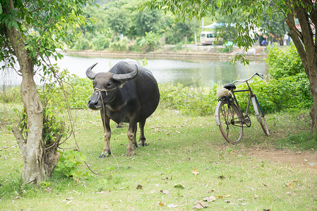 过去水牛是交通工具，今天自行车是交通工具