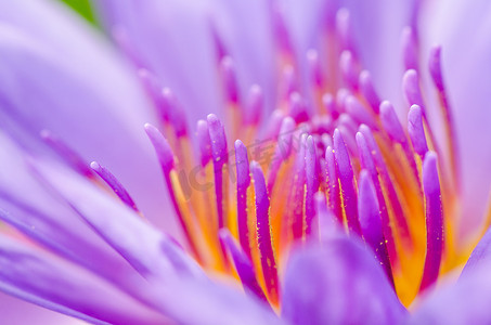 紫睡莲摄影照片_紫莲花 ( Nymphaea nouchali ) 的大花粉