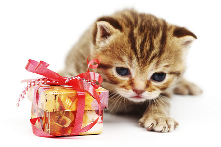 可爱礼物盒子摄影照片_孤立的猫和礼物