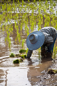 农民在稻田里种水稻