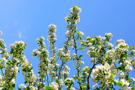 苹果树花