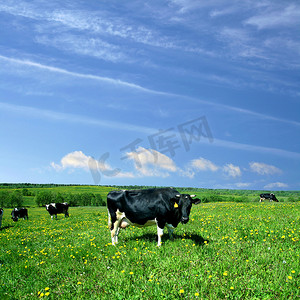 牛景观