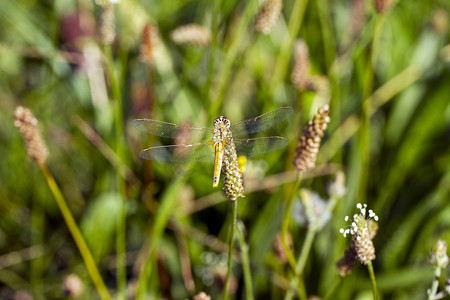 金翼标题框摄影照片_金翅蜻蜓