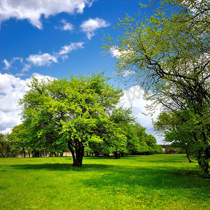森林绿色草地摄影照片_绿色春天草地上的一棵树
