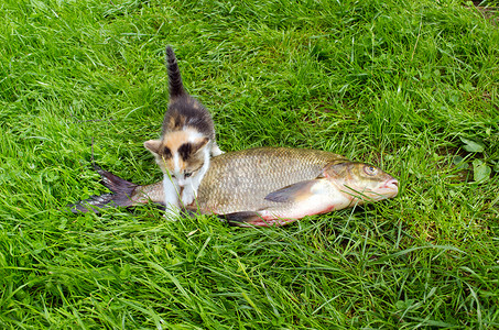 猫钓鱼摄影照片_小虎斑猫爬过大鲷鱼