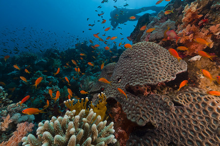 红海的潜水员和热带珊瑚礁。
