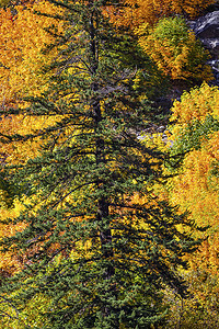 黄绿色摄影照片_秋天黄绿色的颜色山边森林常绿华盛顿