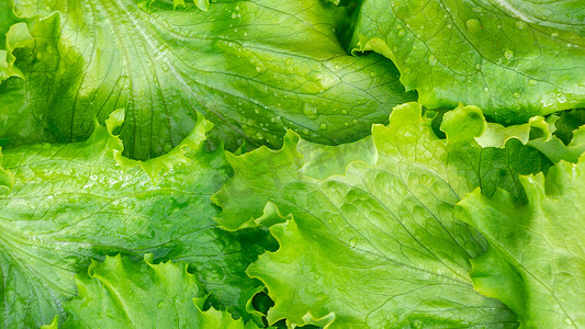 蔬菜落摄影照片_绿色生菜质地的鲜切叶，顶视图