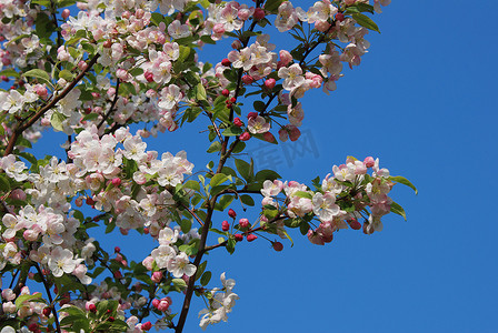 海棠摄影照片_春天开花的海棠树