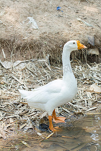 跑大白鹅摄影照片_泰国一条河边的白鹅