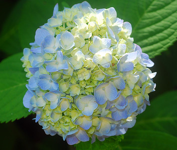 鲁绣摄影照片_蓝色黄色八仙花属霍滕西亚花