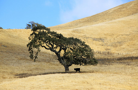 孤独的树和牛