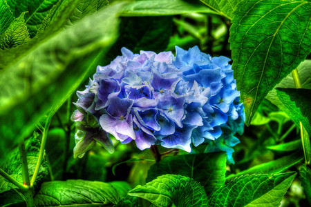 鲁绣摄影照片_HDR 中蓝色的美丽花卉绣球花