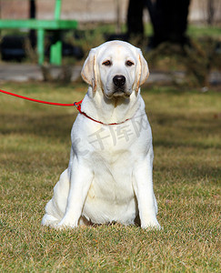 回甜摄影照片_公园里的甜黄色拉布拉多犬