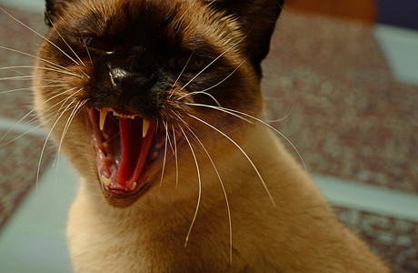发出嘶嘶声摄影照片_发出嘶嘶声的暹罗猫