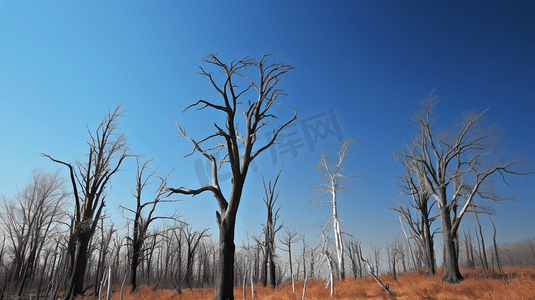 枯萎的摄影照片_晴朗的蓝天下枯萎的树木