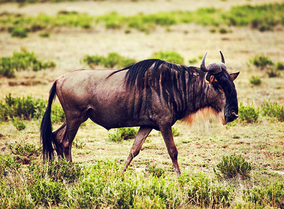 角马在非洲大草原上也叫 Gnu